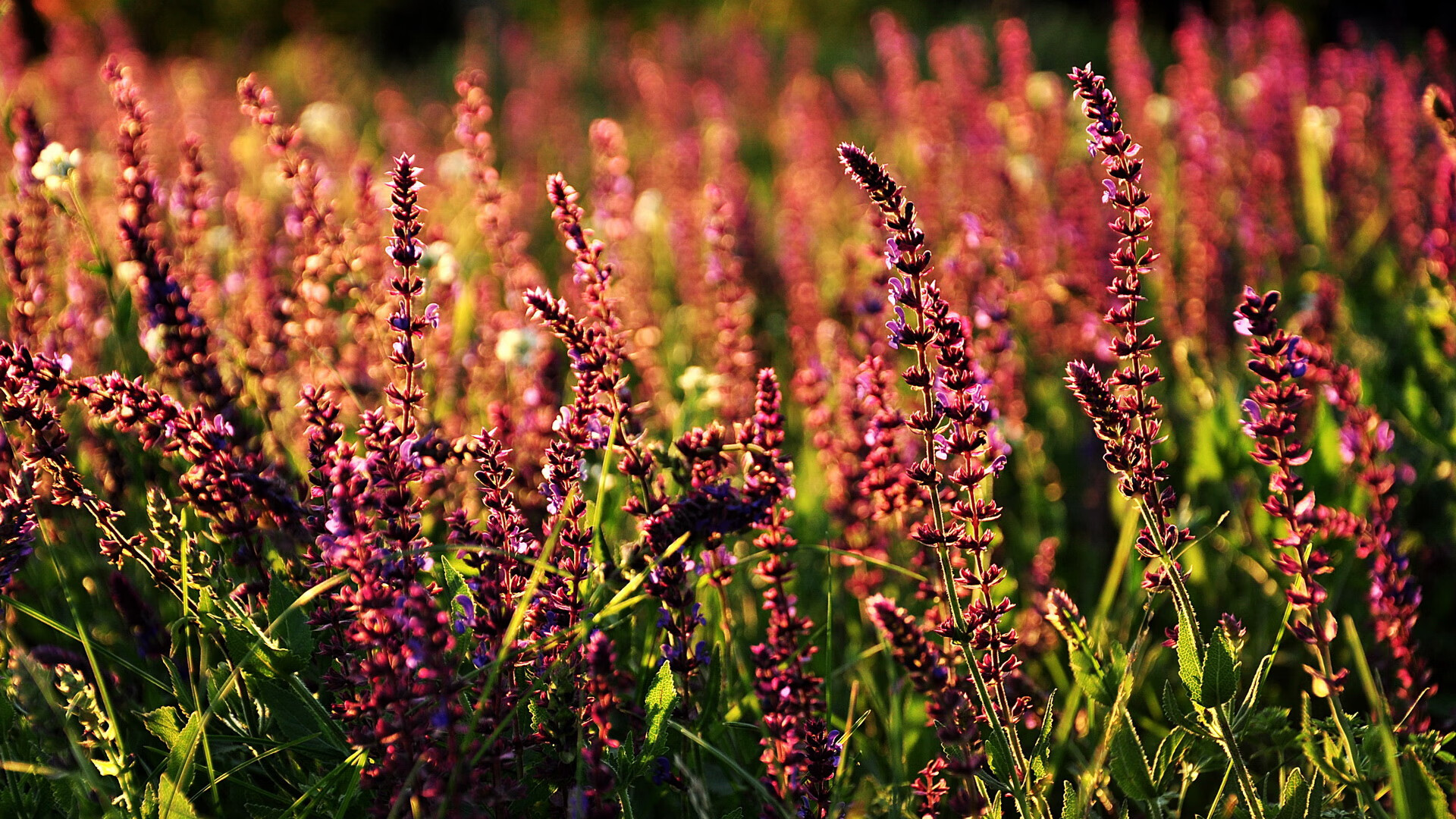 九游登录中心-韩国星际争霸赛事直播观看创新高，2020韩国星际争霸1