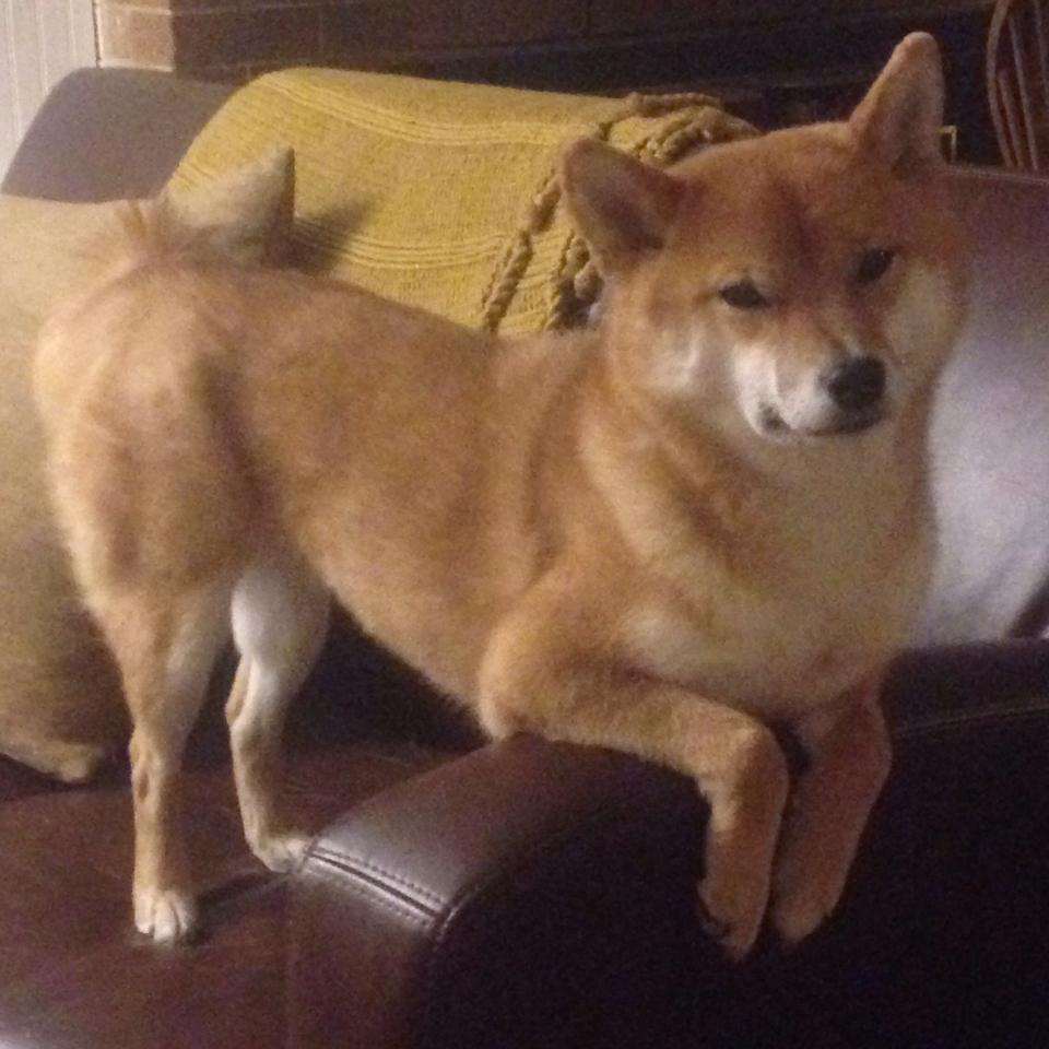 世俱杯四强预测:非洲、南美、欧洲队伍对阵分析,世俱杯和欧洲杯