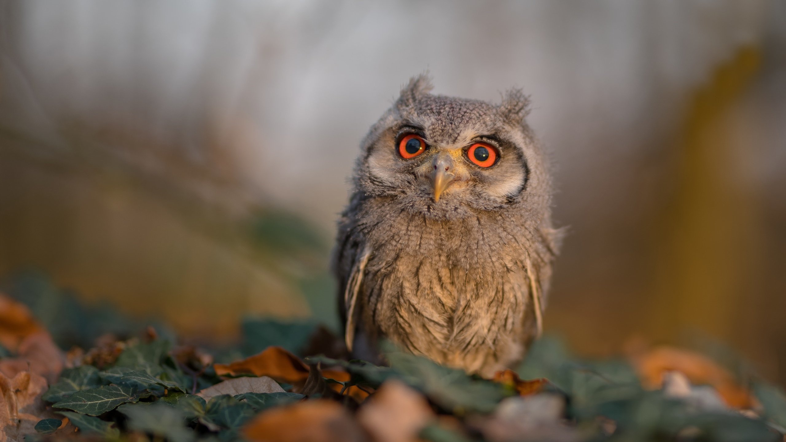 中国篮球青训教练员专业能力提升与培训机制创新,篮球青训师的待遇怎么样