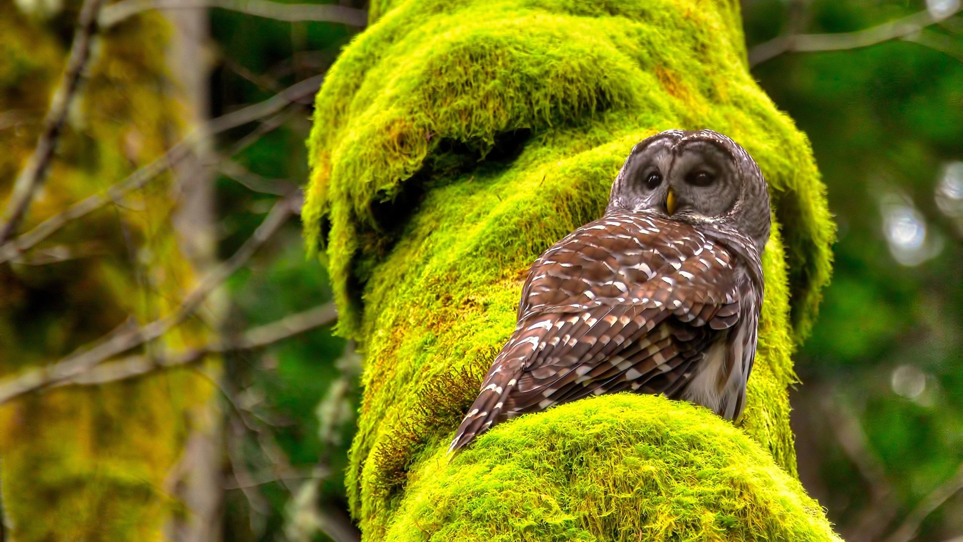 九游娱乐官网 (JIUYOU)-中国女篮打造多元战术体系提升应变能力，中国女篮咋样