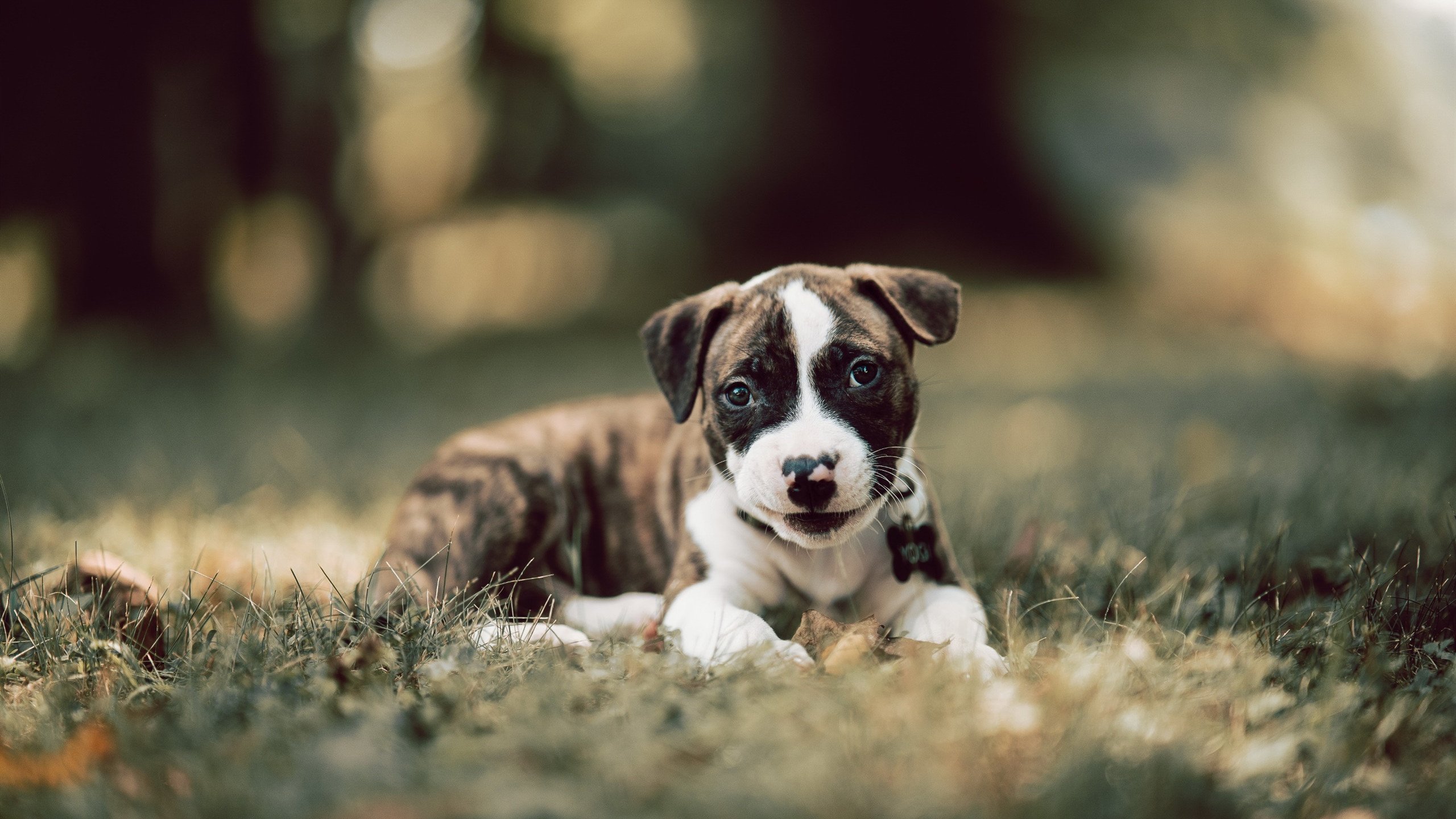 体育新闻中心推动基层体育数字内容生态体系建设,体育信息化建设