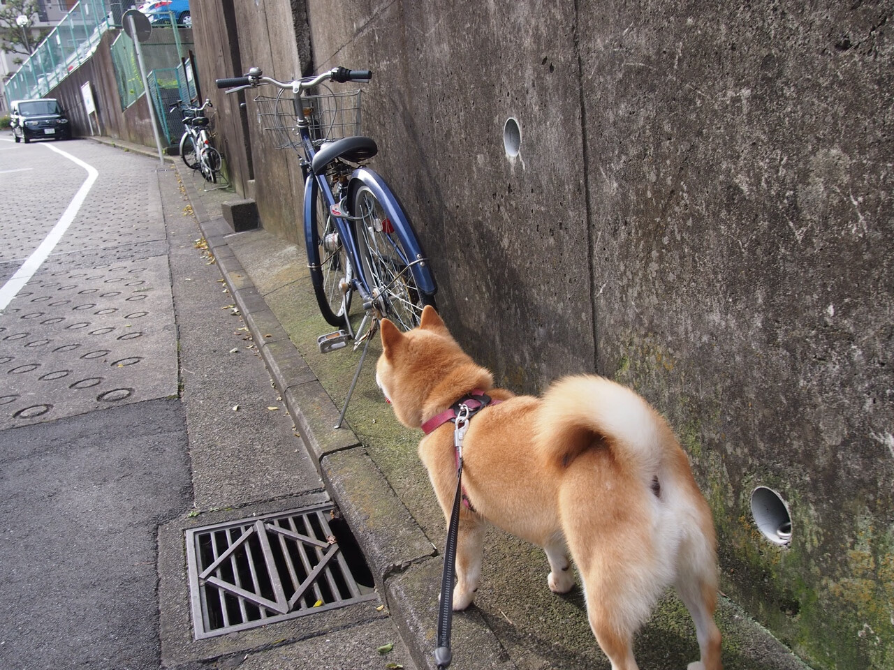 JIU YOU GAME-拜仁后防稳固，零封对手，拜仁新签后卫