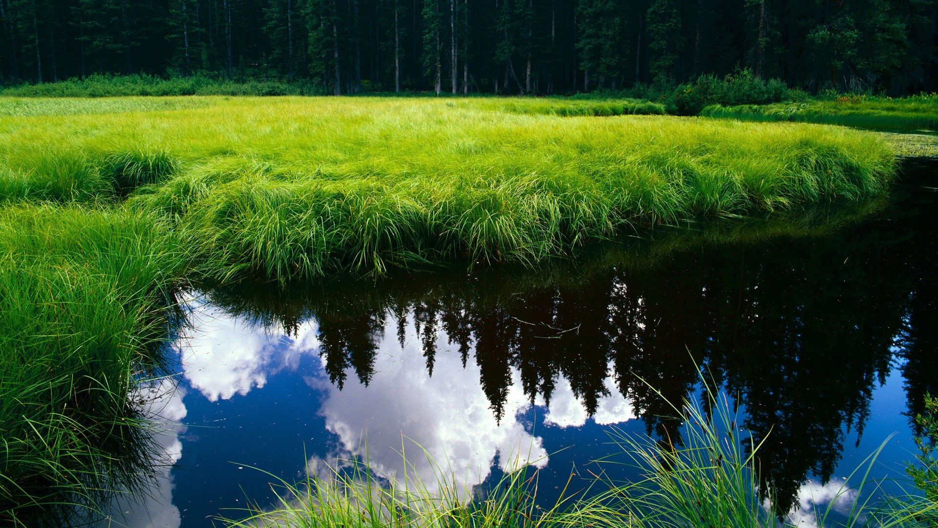 九游(jiuyou)官方网站-最会分球的中锋在战术中的特殊作用，中锋分为哪几种类型