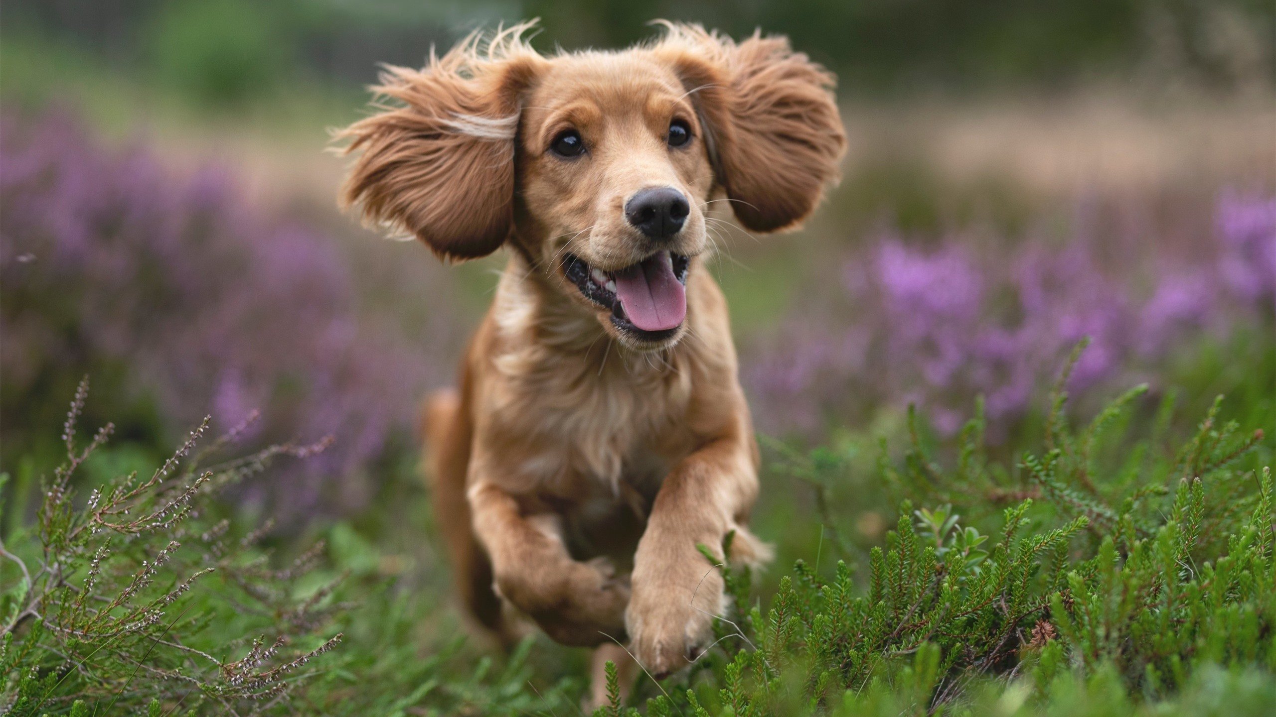 -媒体评论认为球队阵容结构合理中前场梯队配置渐趋成熟