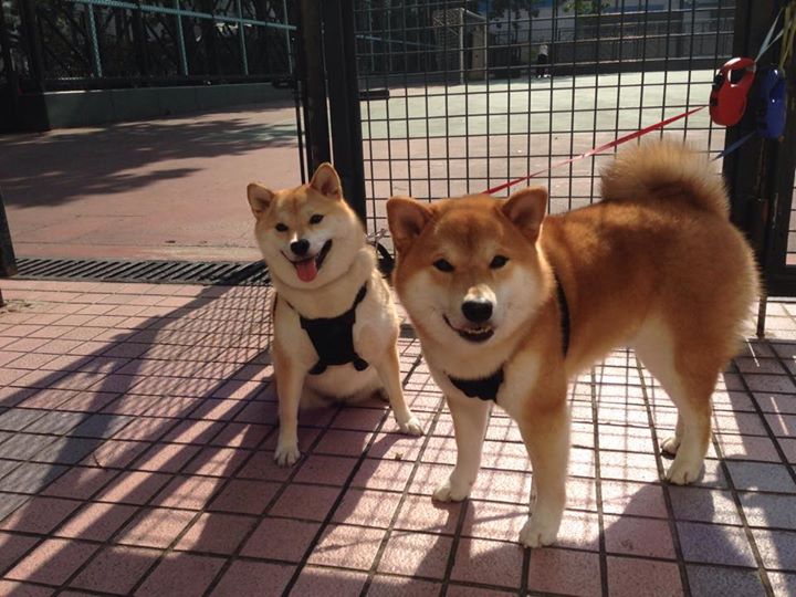 欧洲杯的文化交流活动频率,关于欧洲杯的问题