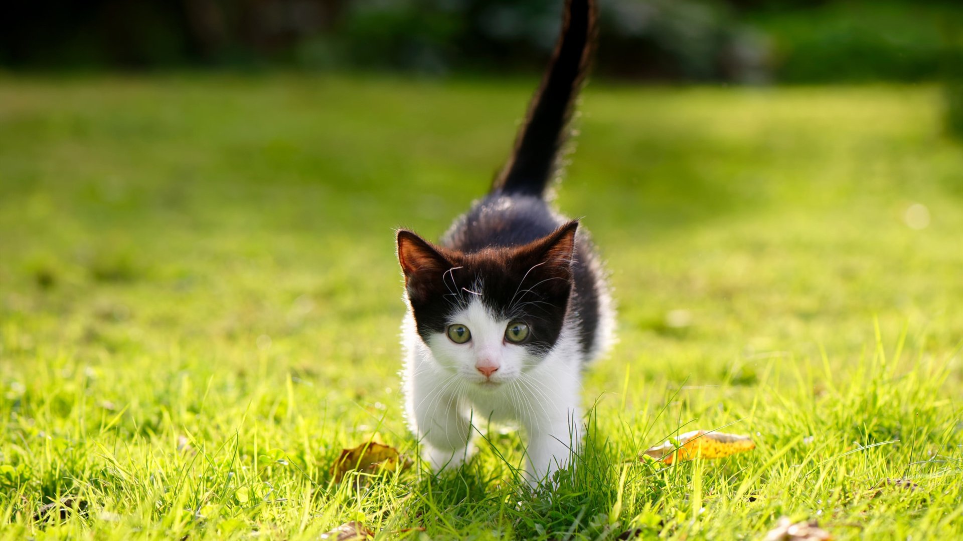 九游官网下载电脑版-莱德基800米自由泳决赛展现绝对统治力，莱德基自由泳 水下视频